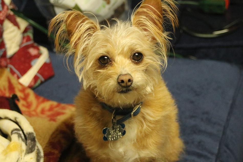 Dog Yorkshire Terrier