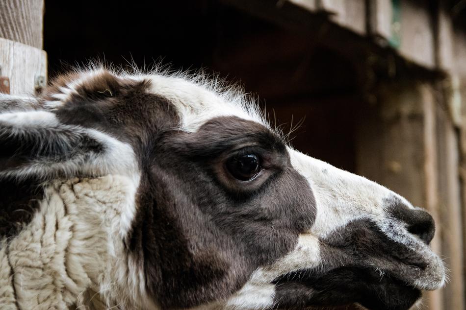 Lama Mammal Animal