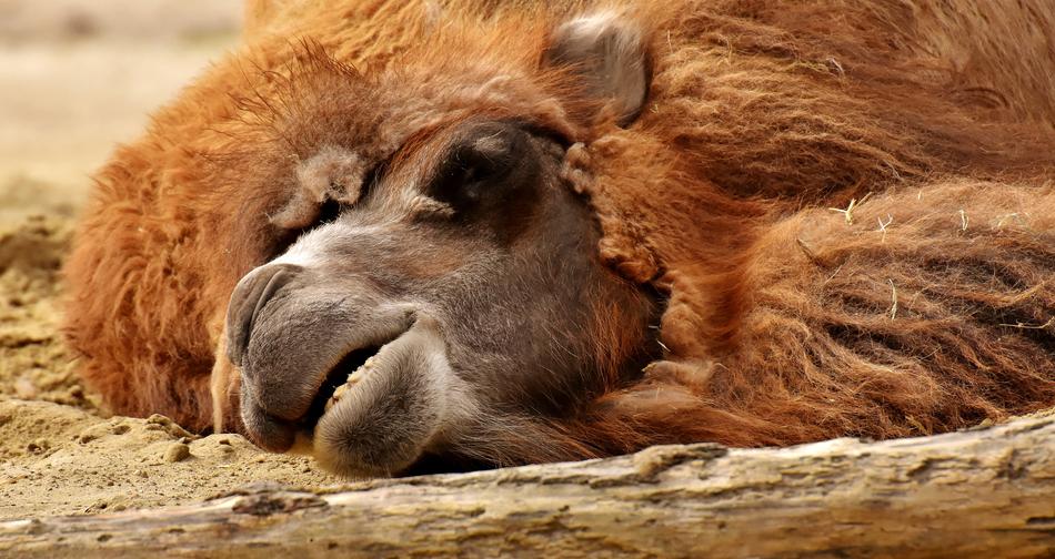 Camel Zoo Animal
