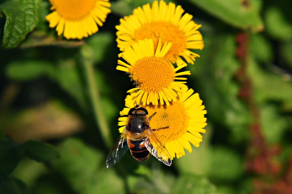 insect on yellow flowers in the garden