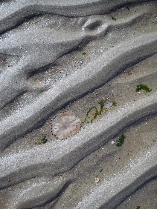 Background Sea