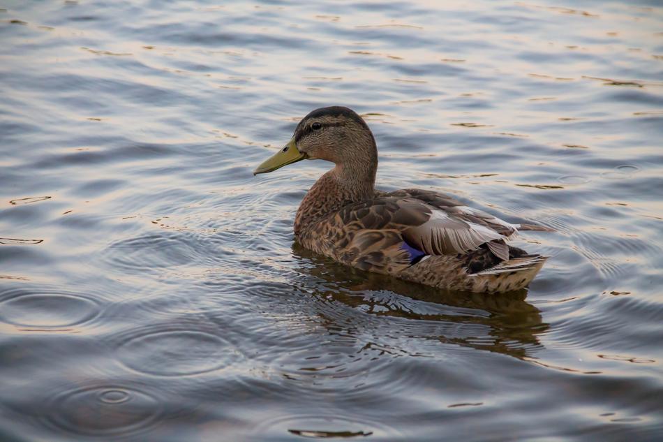 Bird Duck Lake