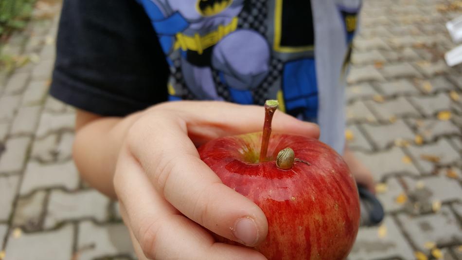 Apple Snail Child