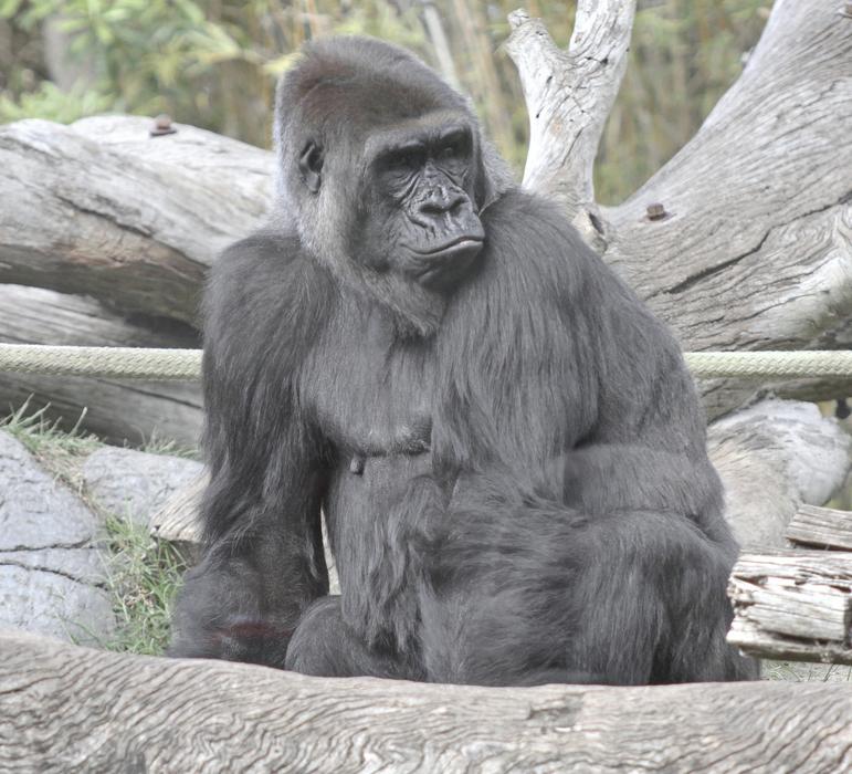 gray gorilla at the zoo