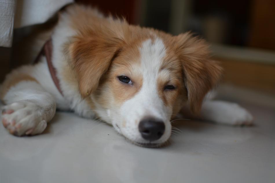 Dog Canine Pet