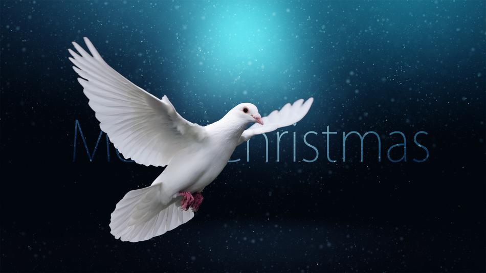 christmas cease fire bird