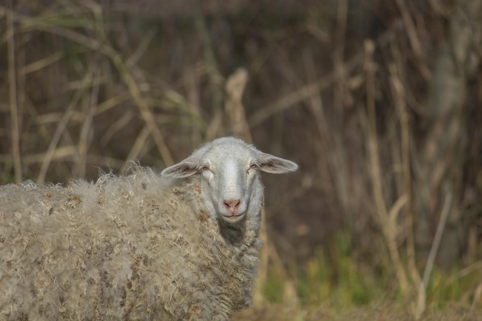 Sheep Animal looking at camera