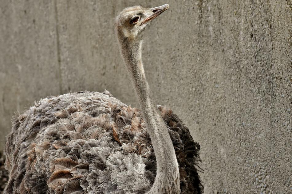 beautiful ostrich in the zoo