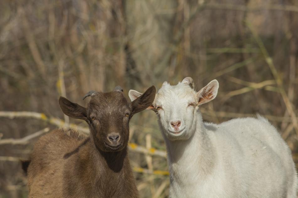 Goat Kid Animal