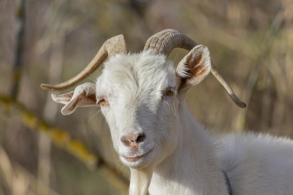 Goat Kid Animal