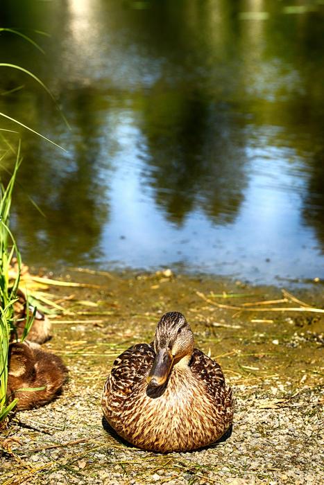 Duck Animal Bird