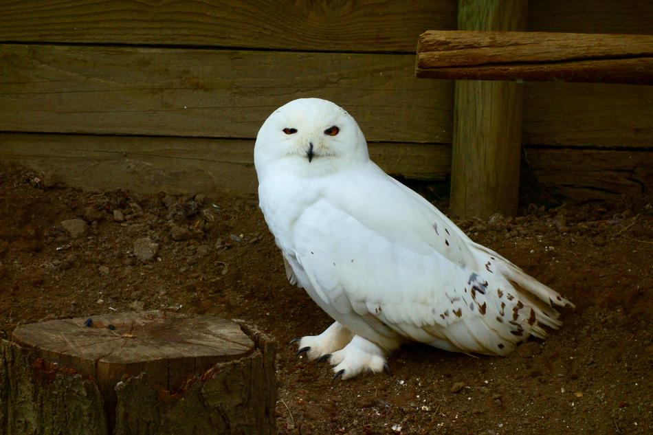 Owl Civettadellenevi Bird