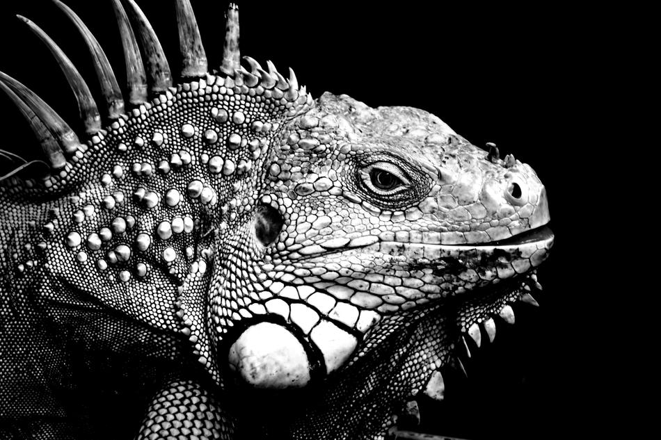 Iguanas Background Black And White