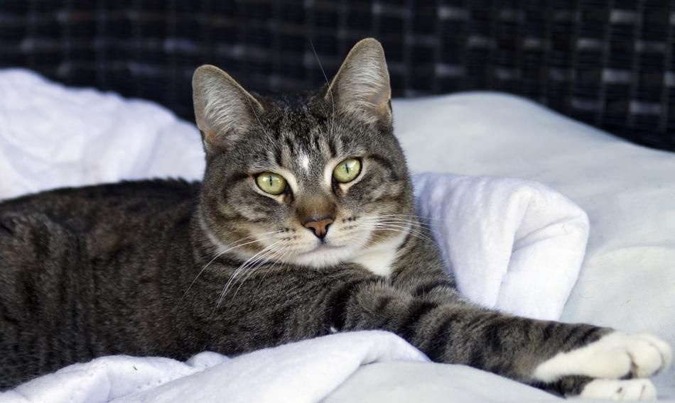 grey white Cat staring from bed