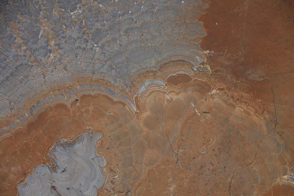 Petrified Tree Stump Texture