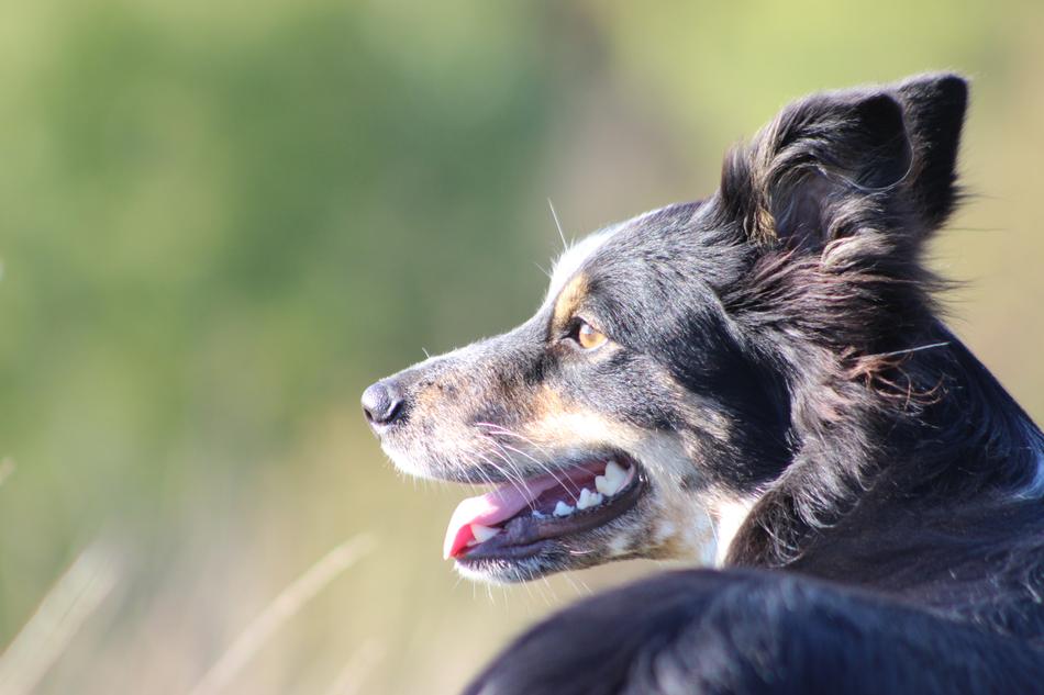 Fluffy happy dog