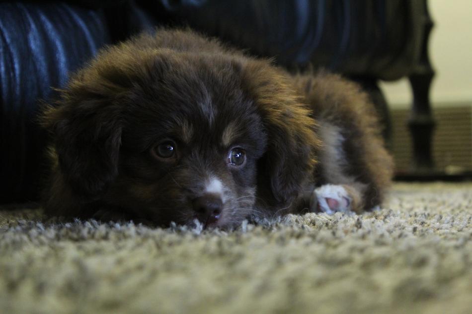 Dog Pet Cute