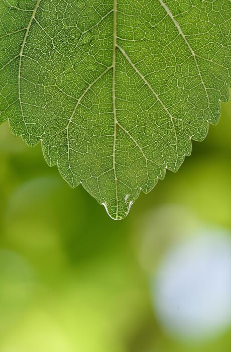 Green Macro Wallpaper