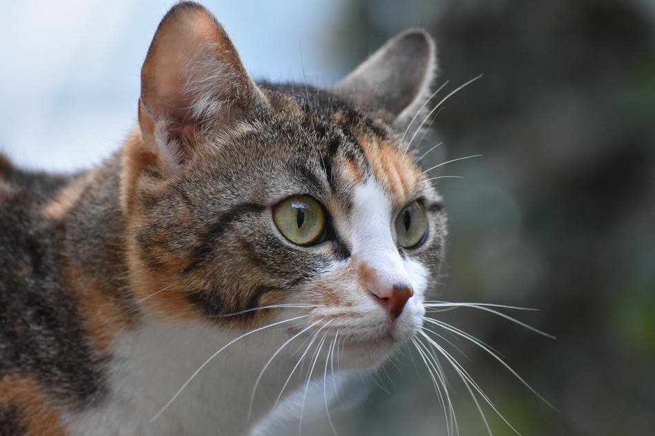 cat concentrated face