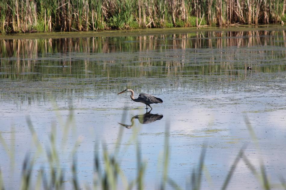 Blue Heron Water Reflection Bog