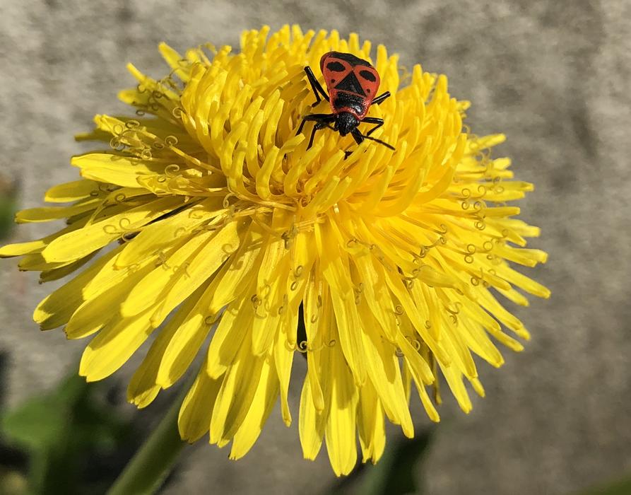 Insect Nature Flower