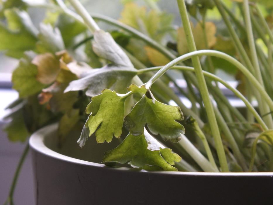 Close up of a potted plant