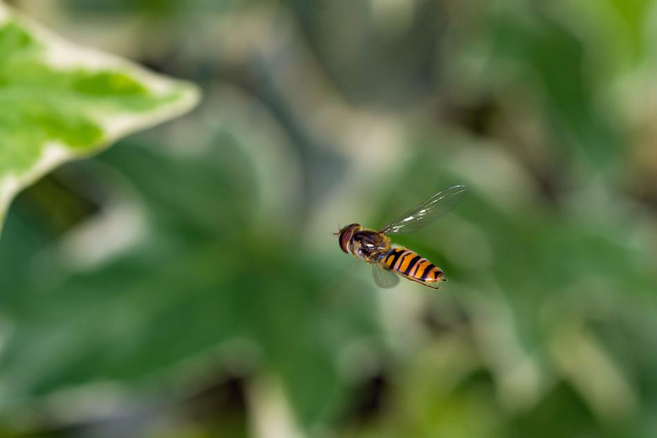 Bee Spring Wallpaper