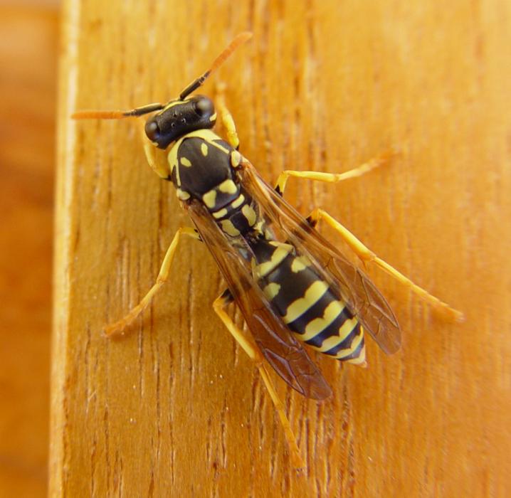 Wasp Insect Nature