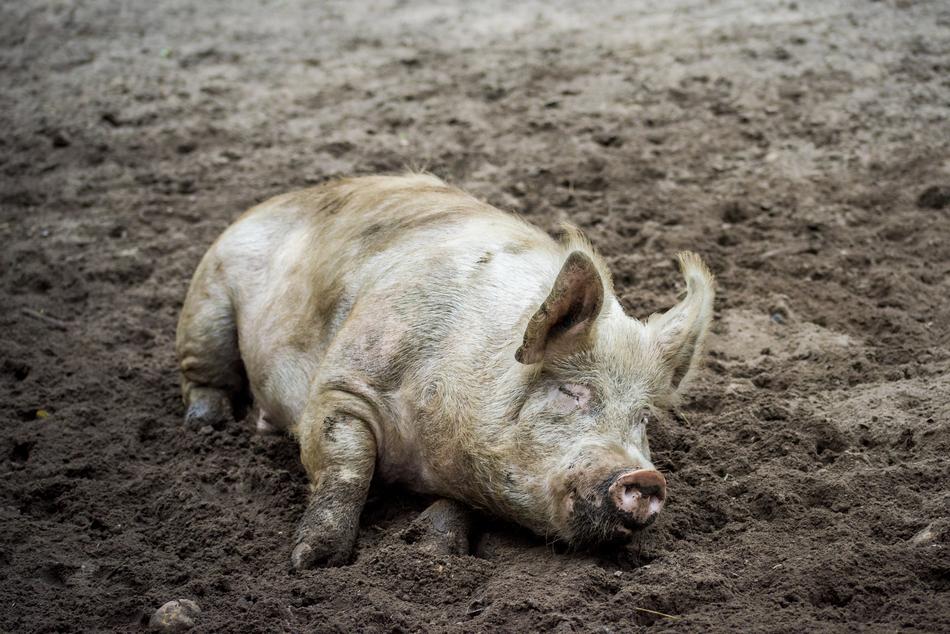 dirty Pig Sow Animal