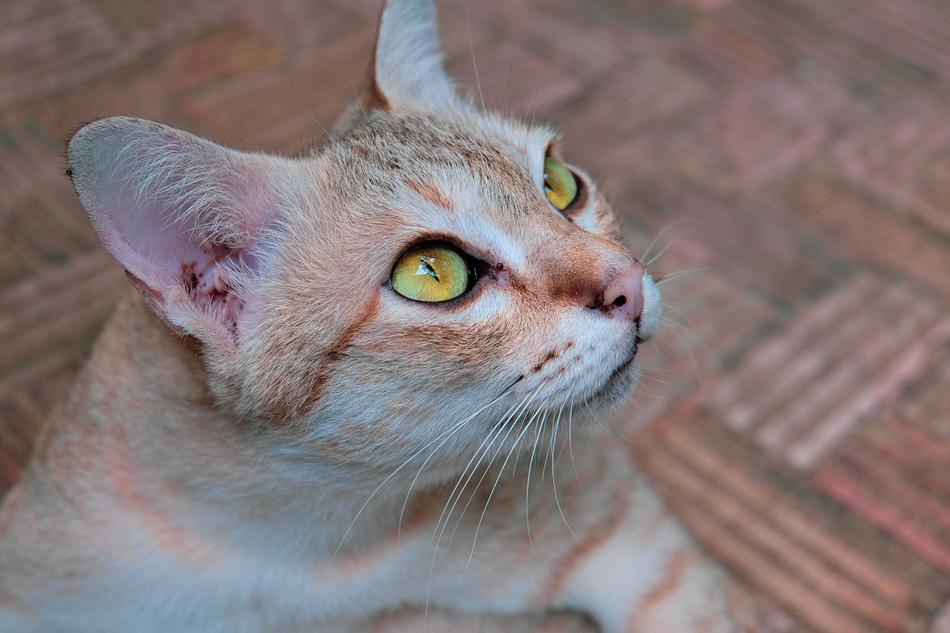 cat staring out the window with big eyes