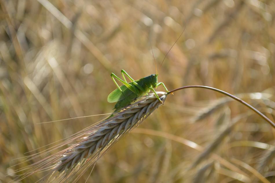 Grasshopper Insect Cereals
