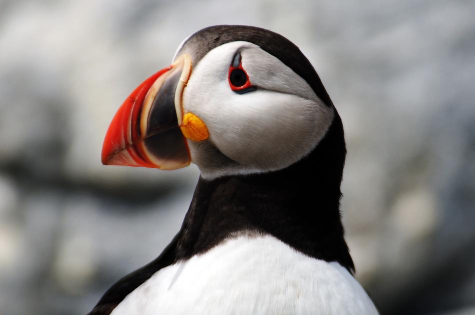 Bird Puffin Nature