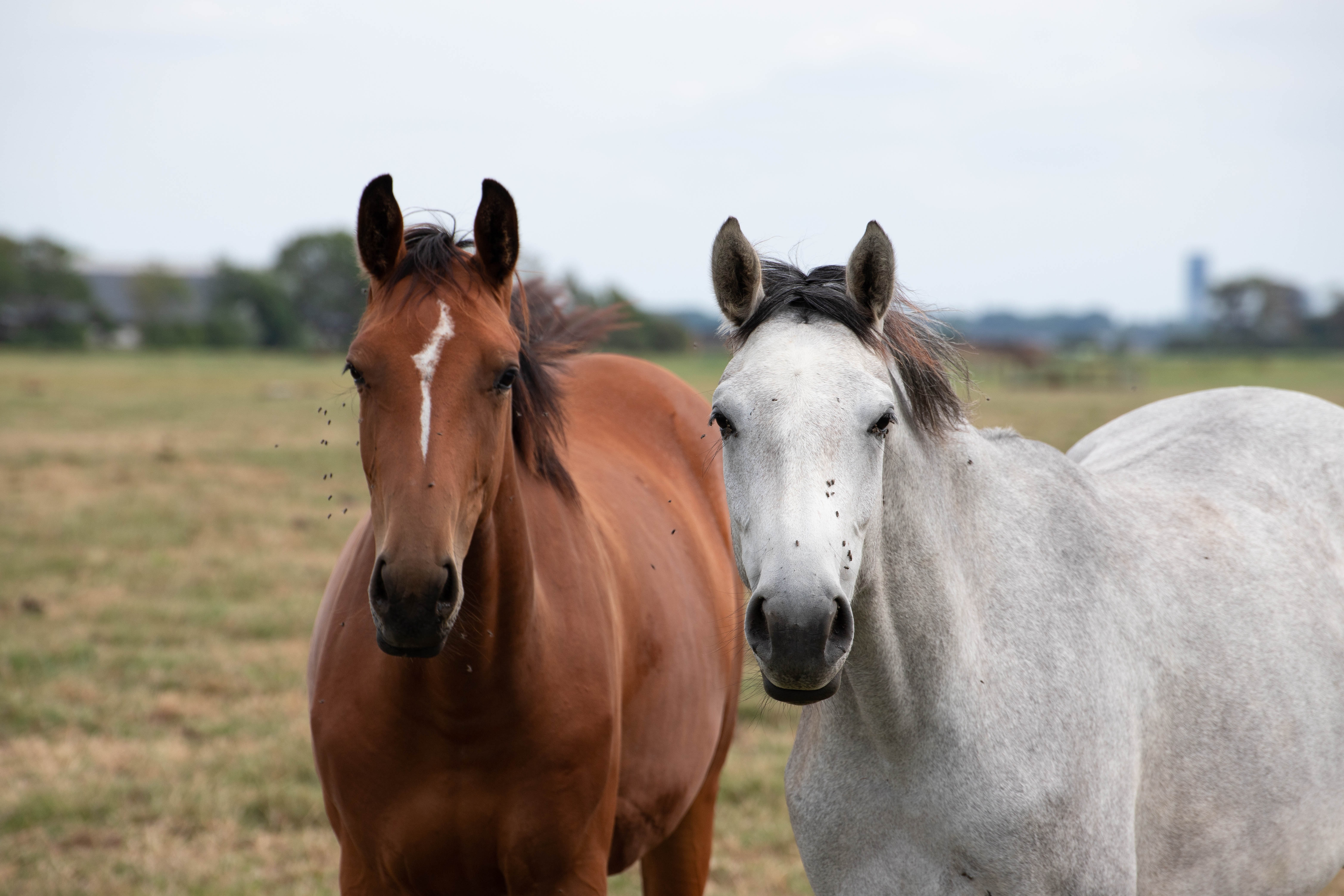 Horse Horses Mold free image download