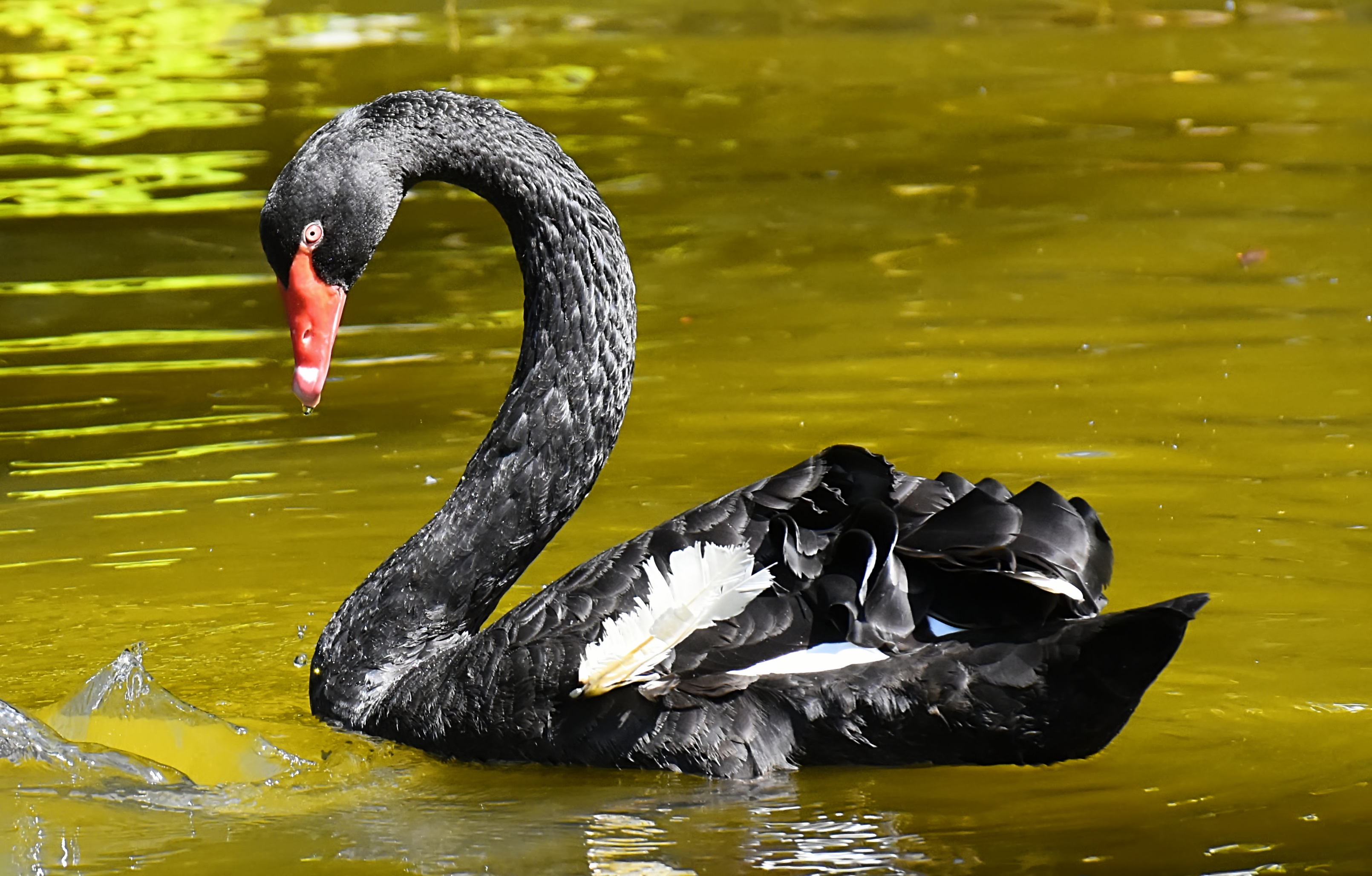 Черный лебедь на озере