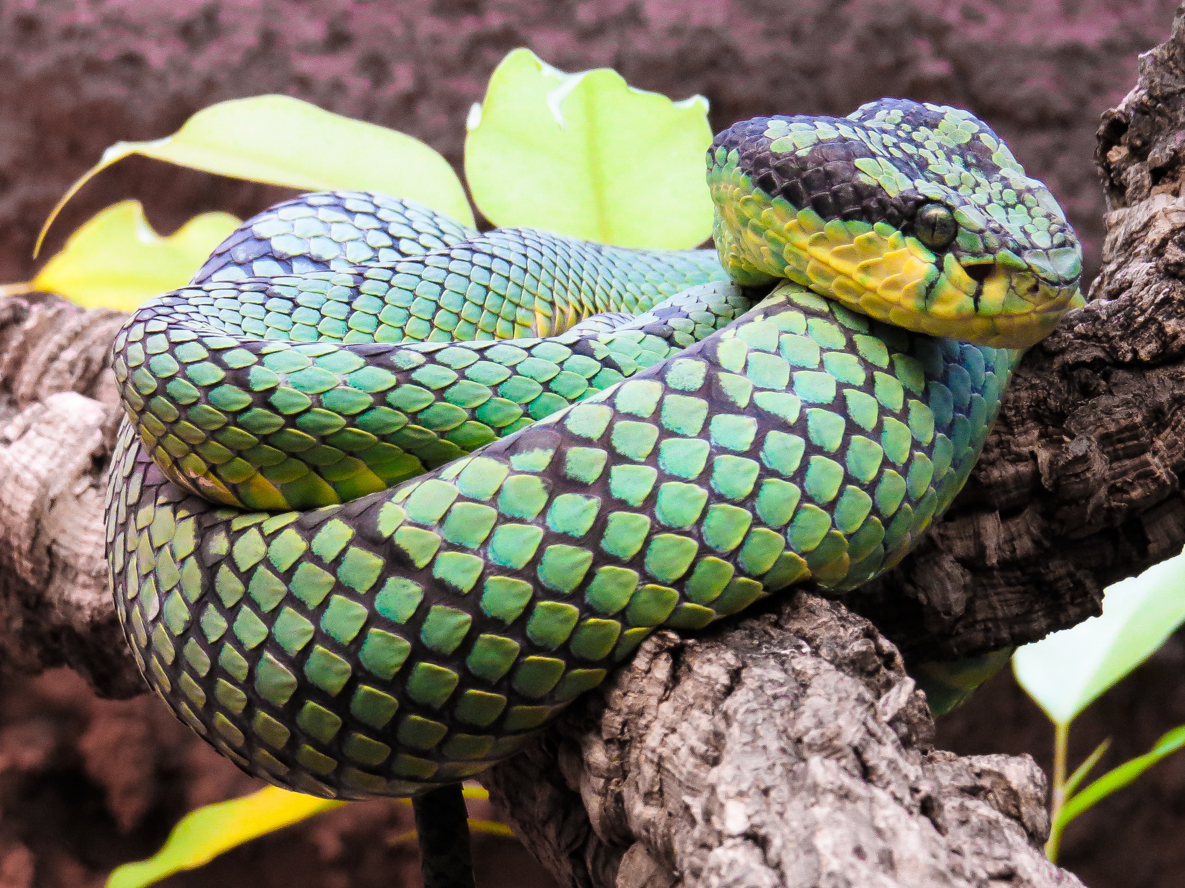 Животные про змей. Зеленый питон. Змея Тайпан голубая. Чешуйчатый питон. Разноцветные змеи.