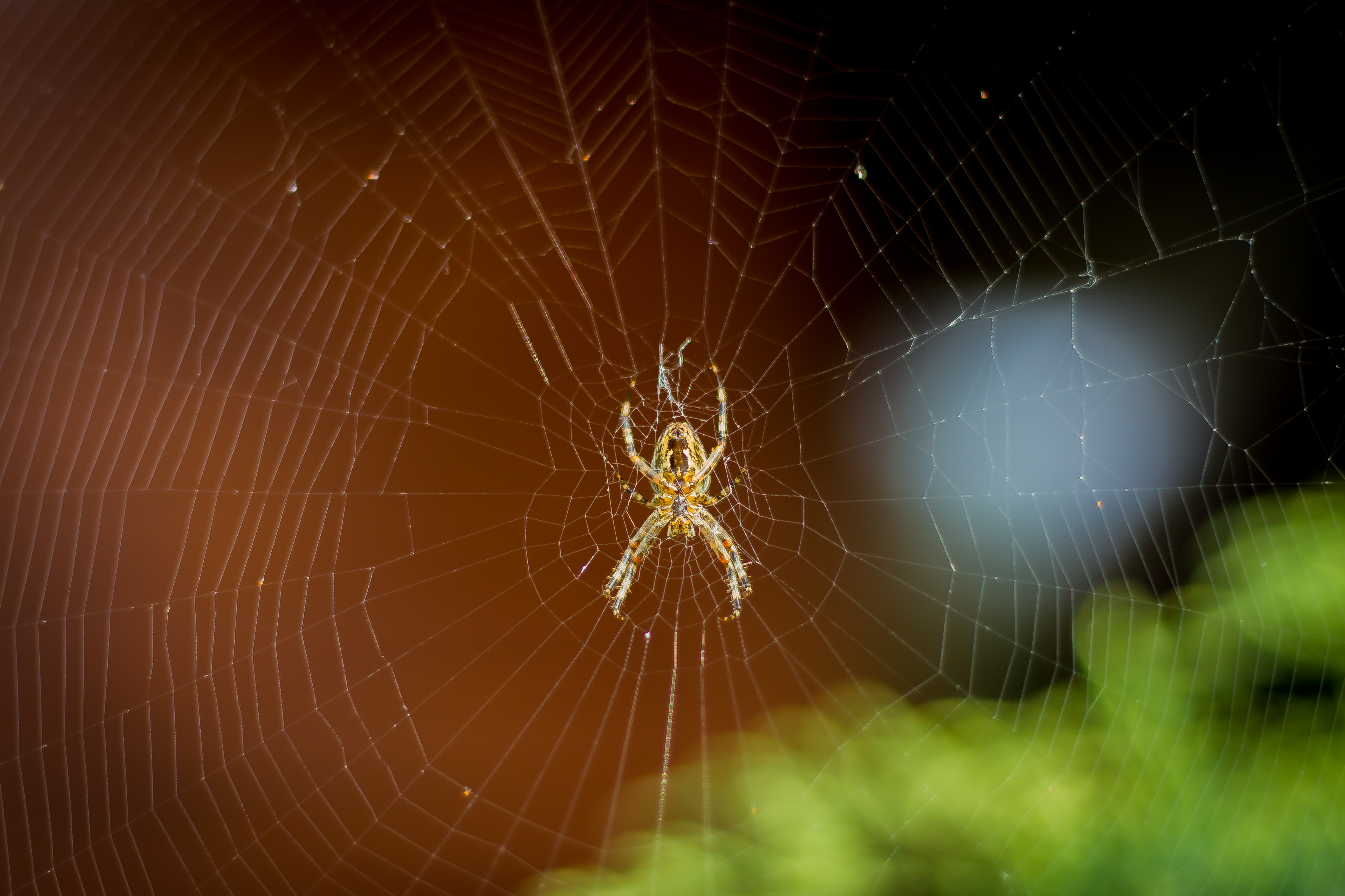 Паутина паук букашки