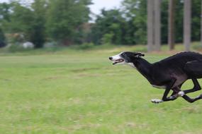 a black dog with a white muzzle in the green grass