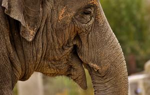 Elephant Proboscis Pachyderm