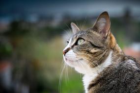 Cat Nature Fur