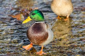 Wild Duck Animal River