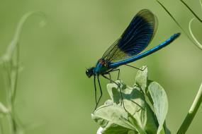 Dragonfly Grass Insect