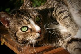cute Pet, green eyed Cat resting