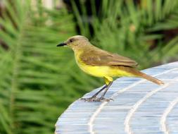 Bird Tropical Birds Brazilian