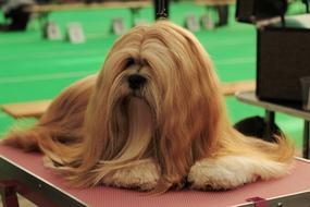 Dogshow Lhasa Apso Dog