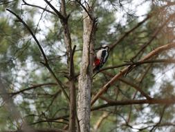 Woodpecker Pine Bird