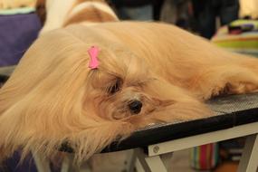 Dogshow Lhasa Apso Dog The Breed