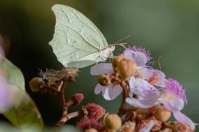Insect Nature Flower