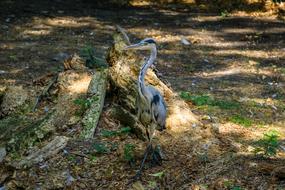 Crane Water Bird