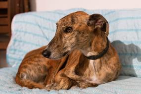greyhound dog resting on the couch