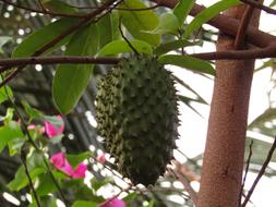 prickly tropical fruit on a tree